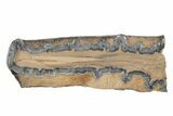 Mammoth Molar Slice with Case - South Carolina #217890-1